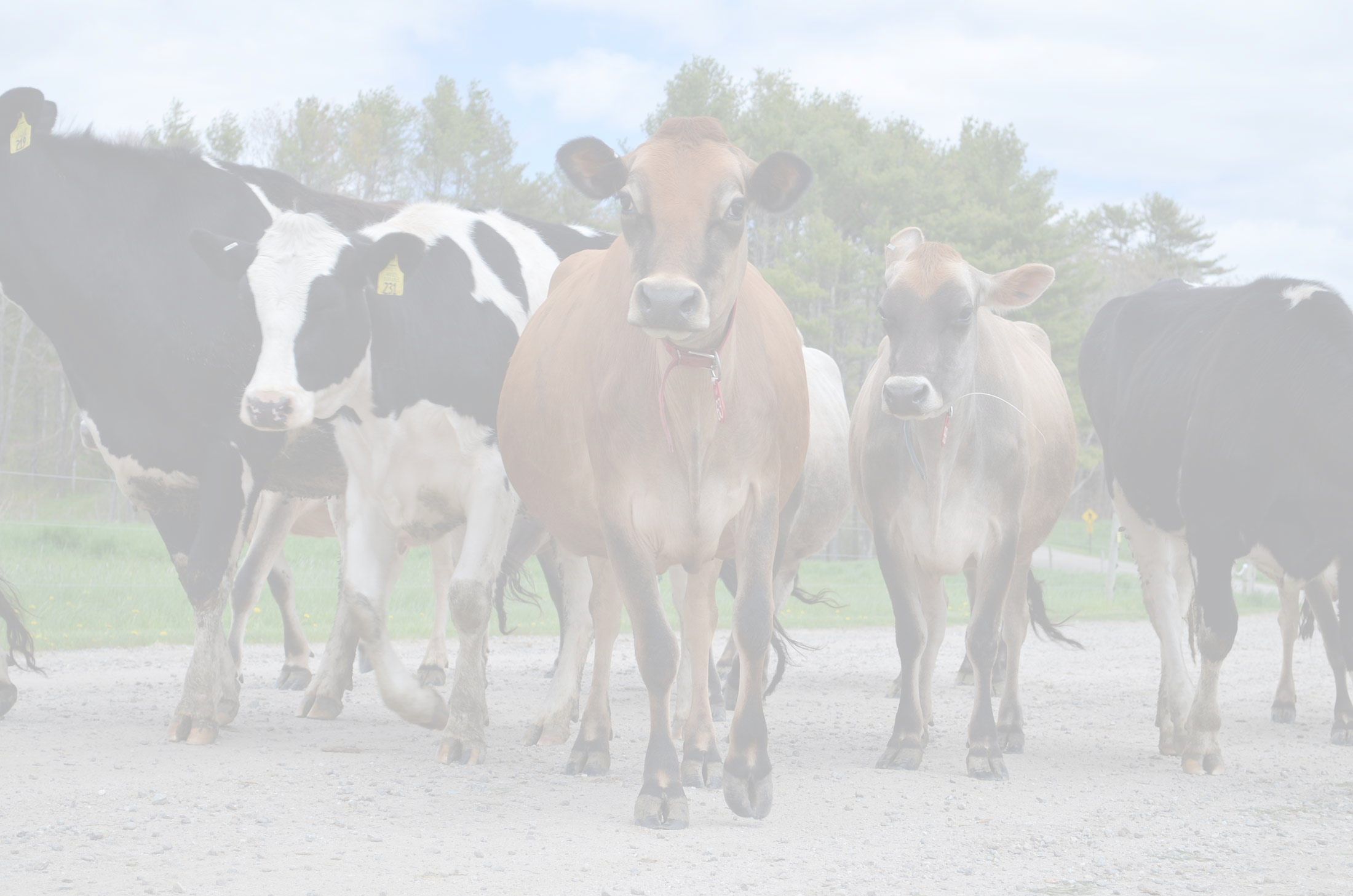 Cows Transparent