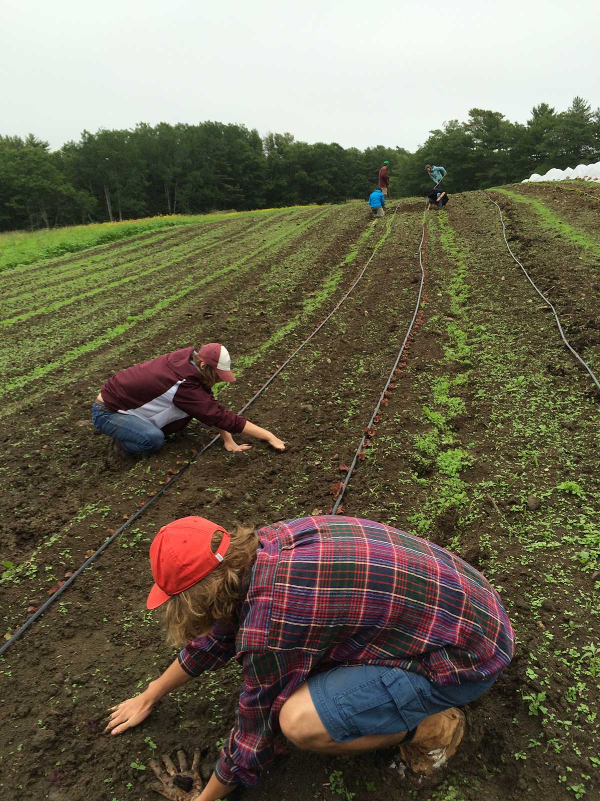 Tom Talk: Crop Planning & Farm Budgeting