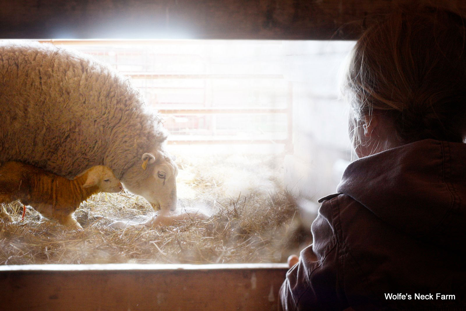 7 Questions You May Wonder During Lambing Season