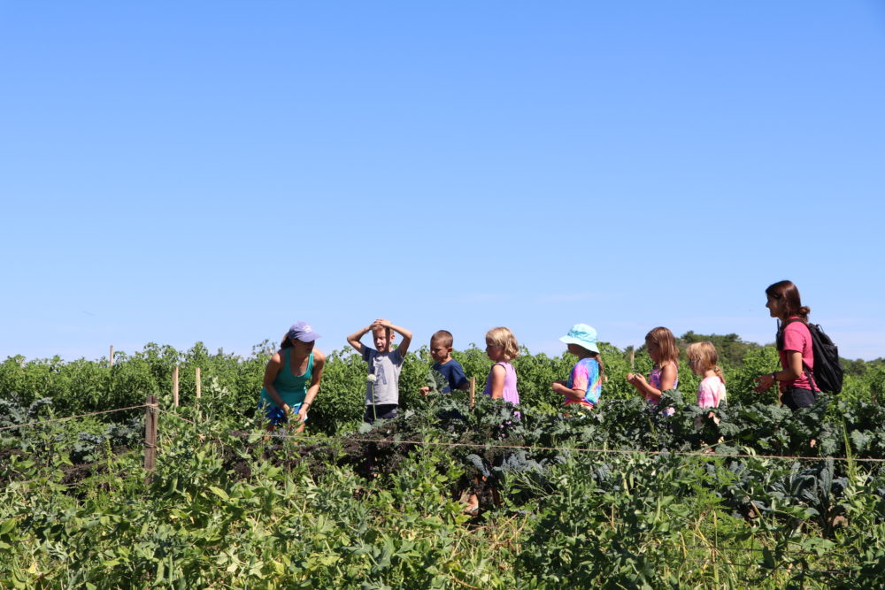How Our Farm Discovery Gardens are like Salsa
