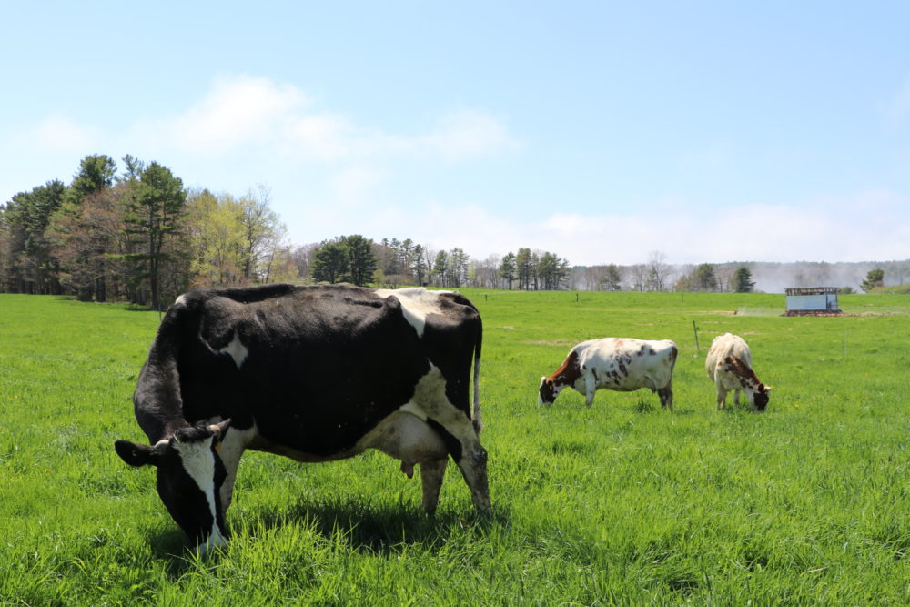 Pasture-Raised Meats - Wolfe's Neck