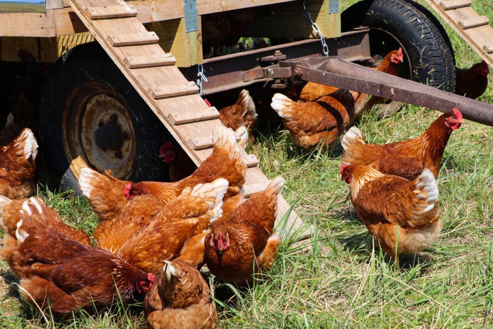 Why You Should Have Backyard Chickens