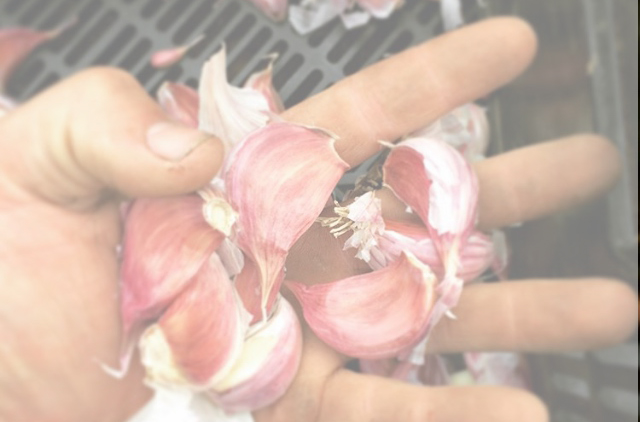 garlic planting blog banner