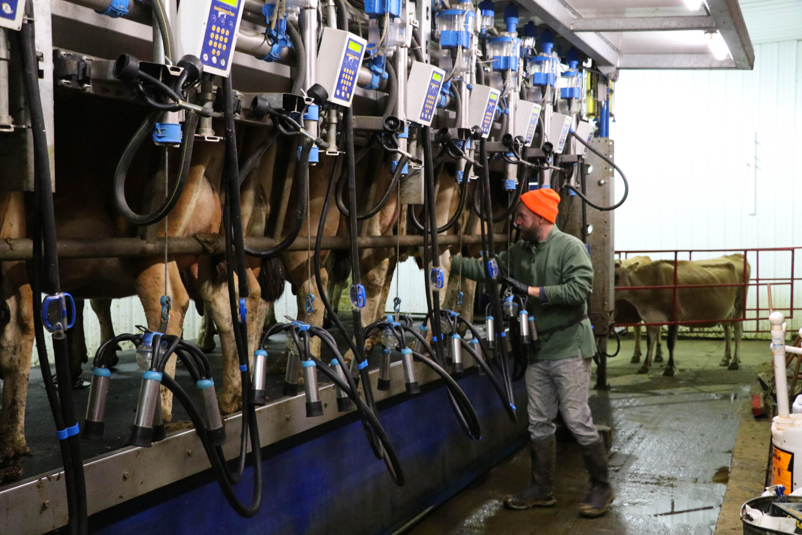 Early Morning Reality for Our Dairy Apprentices (VIDEO)