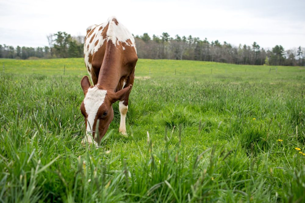 cows on pasture
