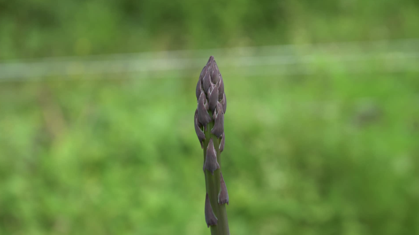 asparagus shoot