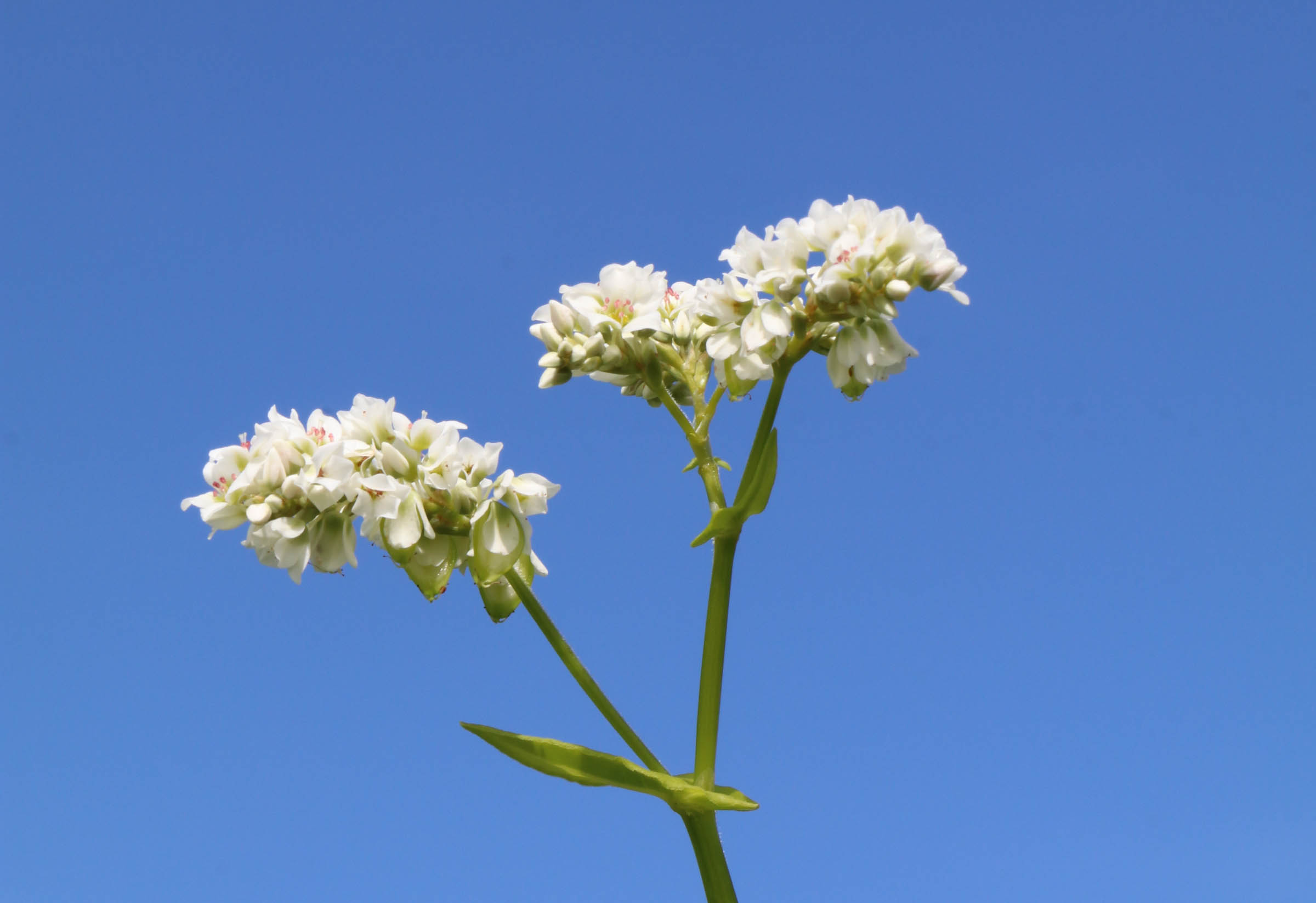 Cover Crops: Rooted in the landscape at Wolfe’s Neck Center