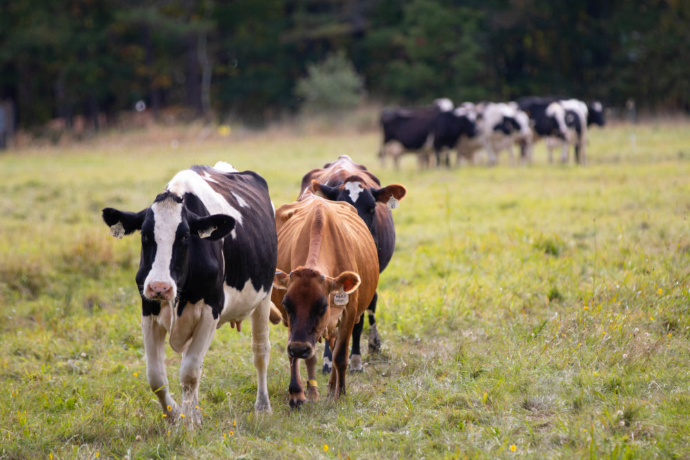 What is a Farmer?
