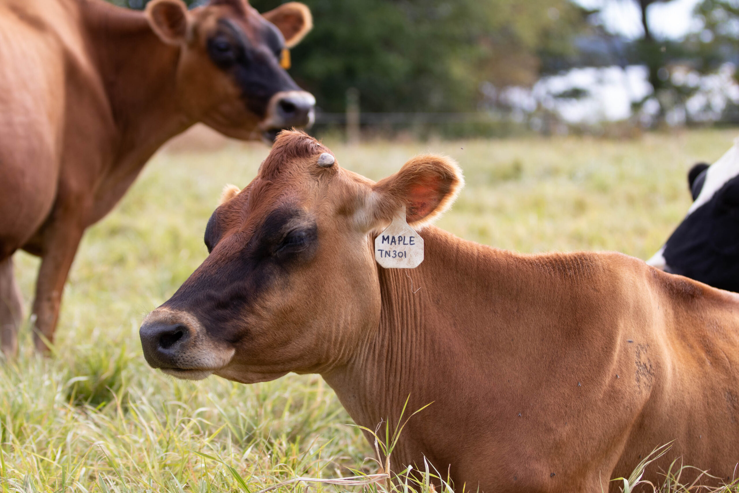 Cows for Climate Change Research
