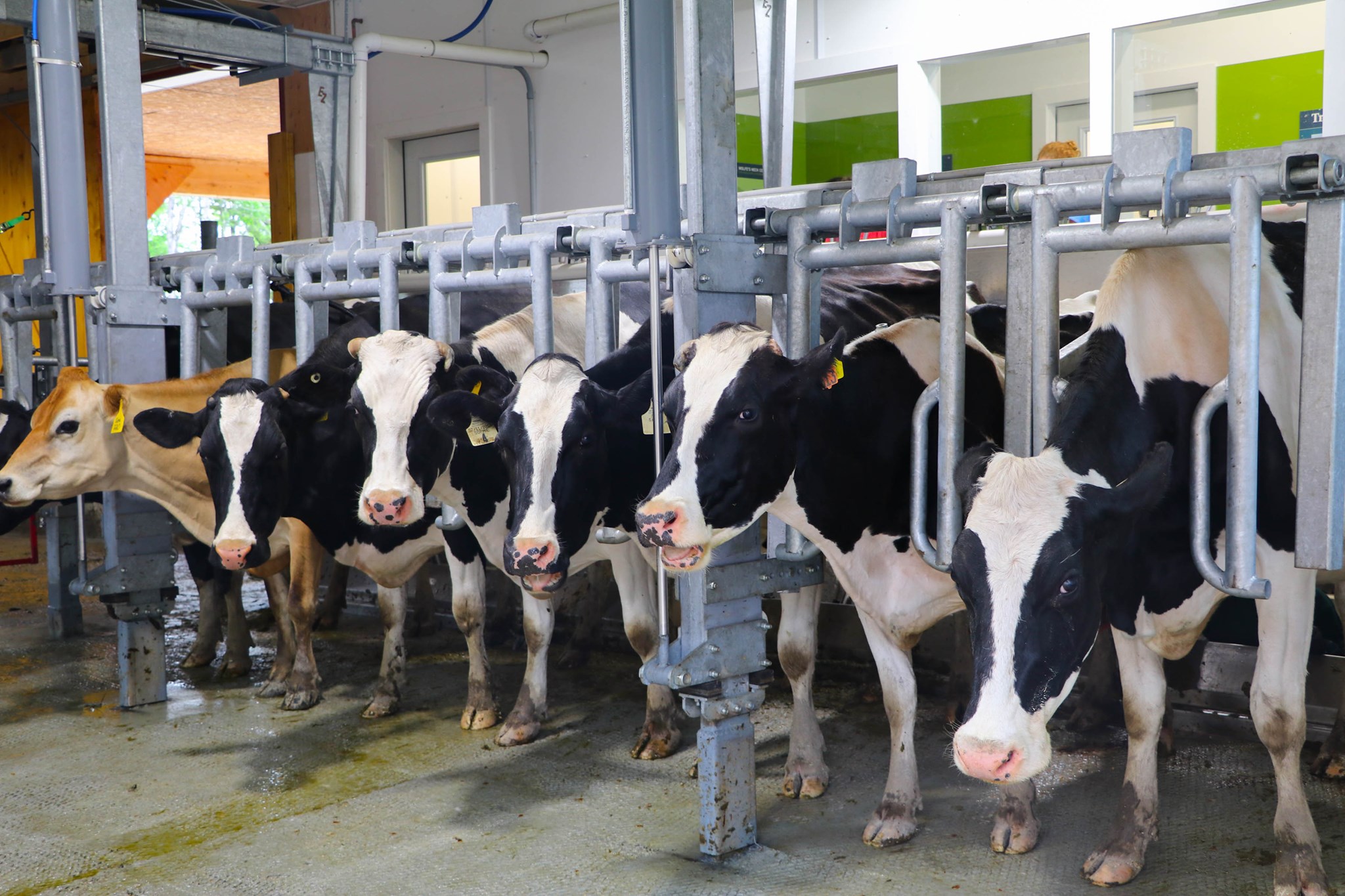 cow milking parlor