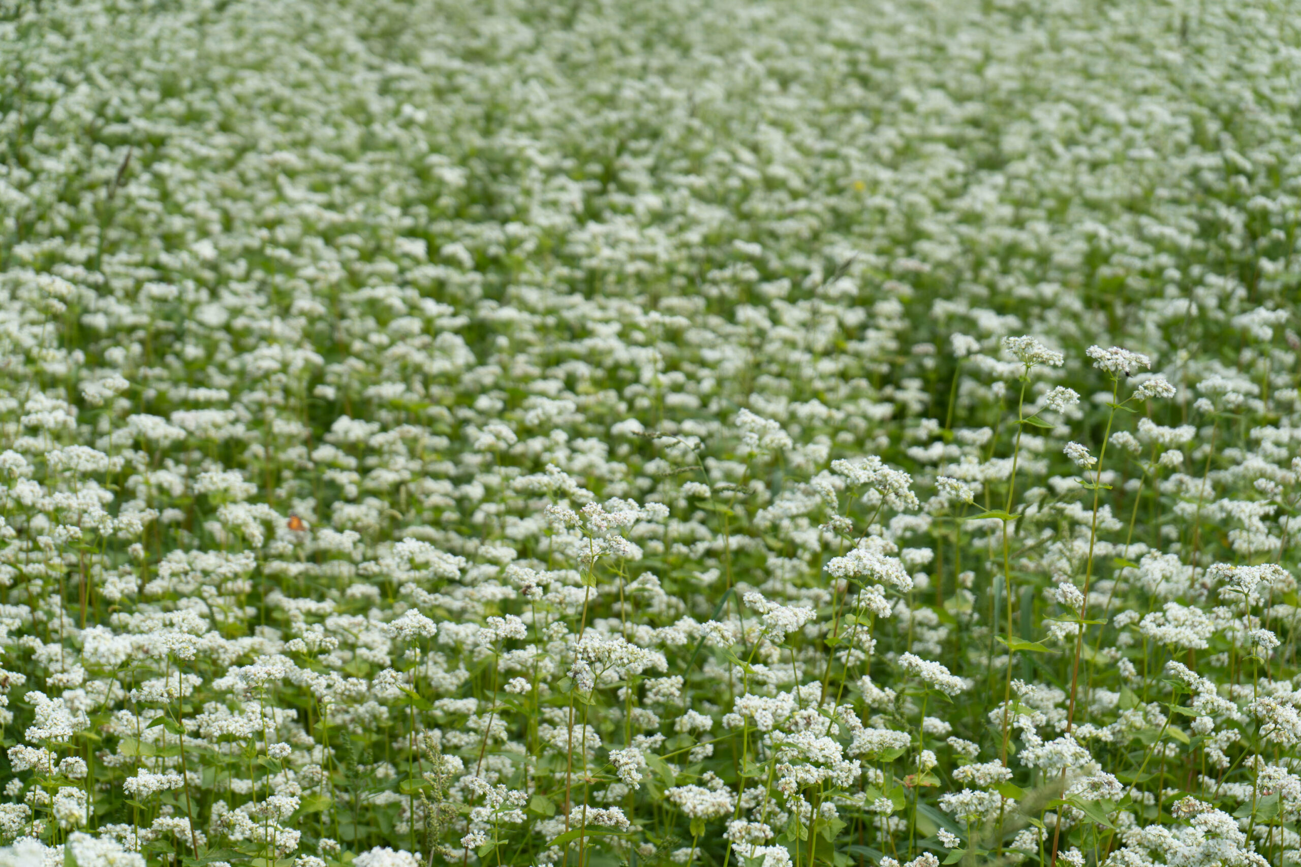 Seasonal Reminder of Why We Cover Crop