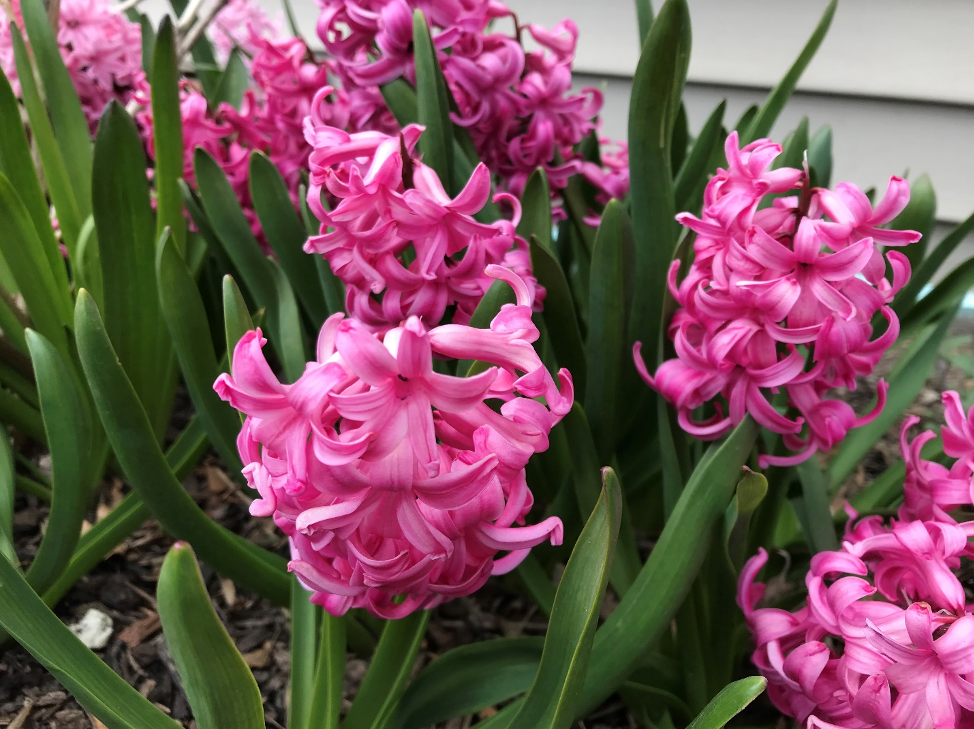 Hyacinth