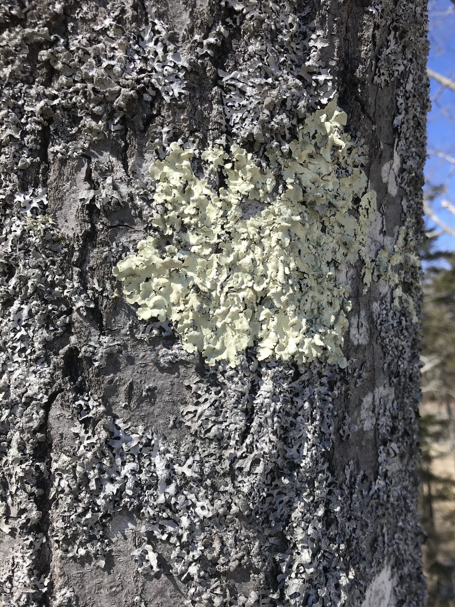 Spotted! Forest