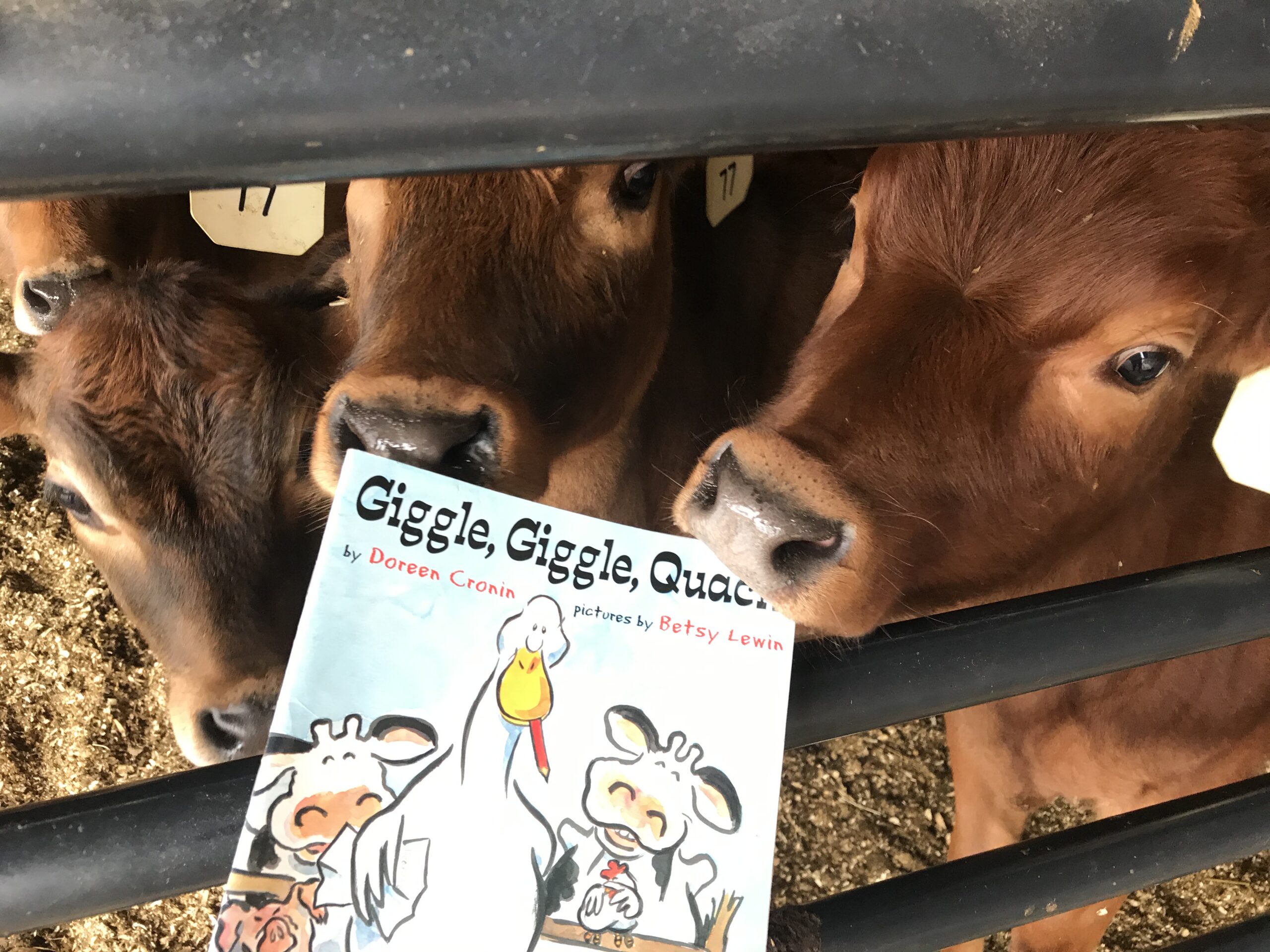 Farmyard Storytime: Giggle, Giggle, Quack (VIDEO)