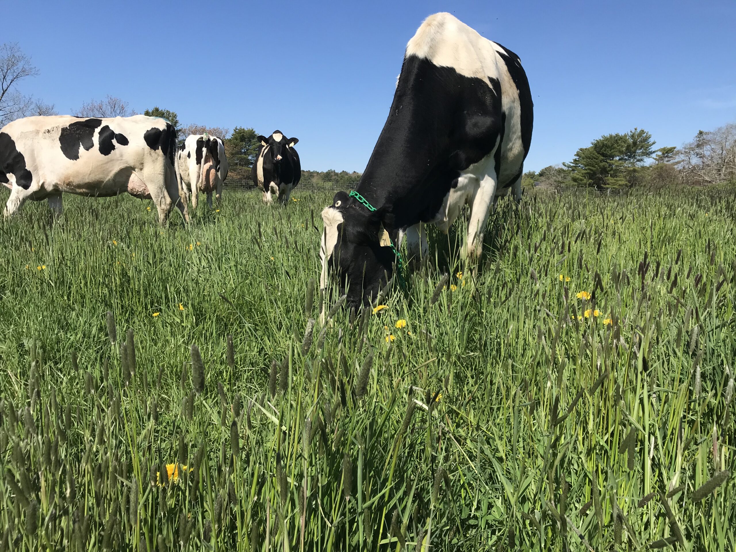 cows grazing spring pasture