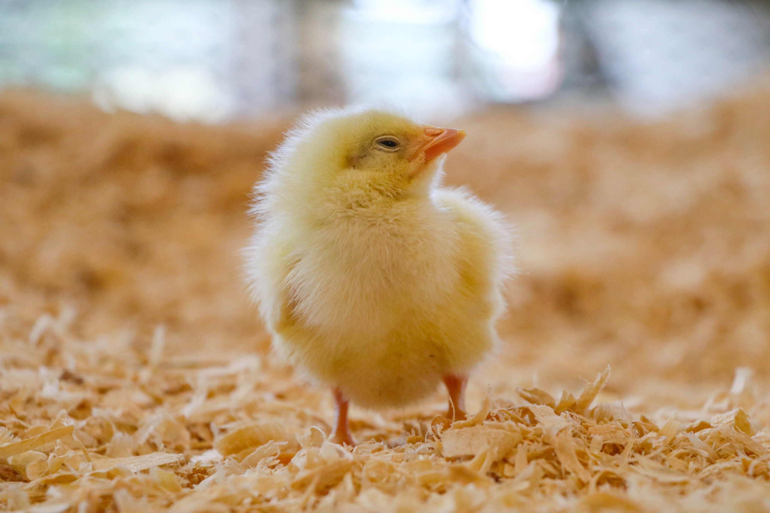 10 Minute Farm Tour: Chicks! (VIDEO)