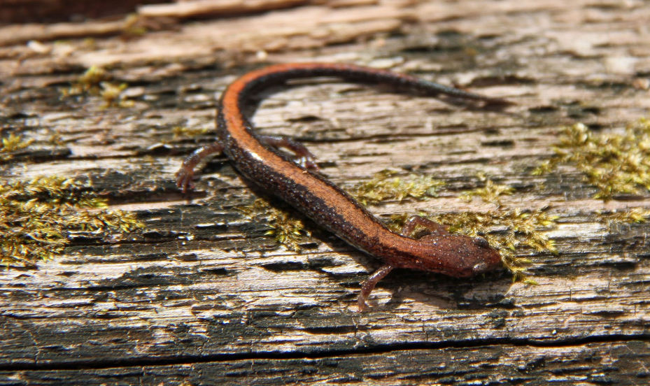 Red Backed Salamander