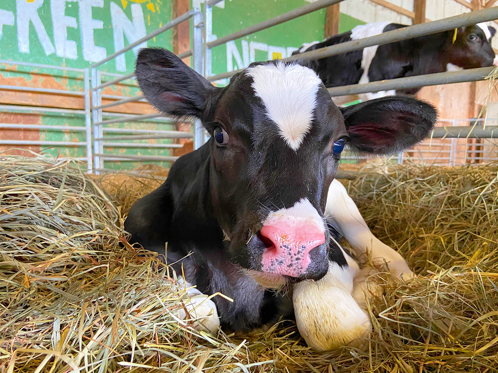 annie calf