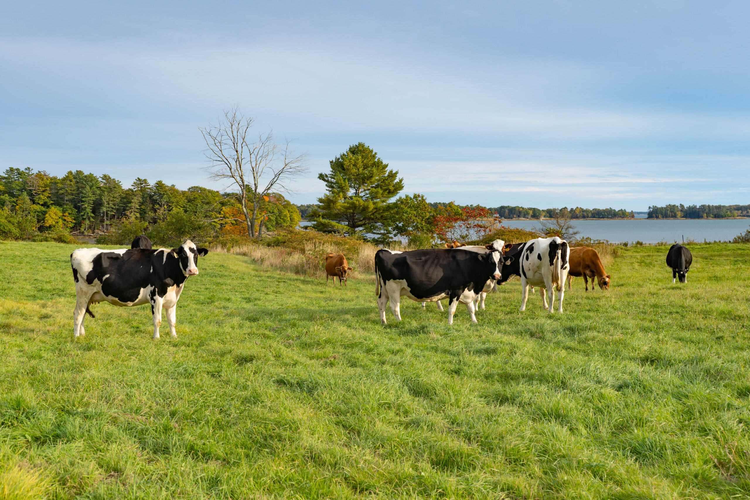 Can Seaweed Curtail Effects of Cow Burps?