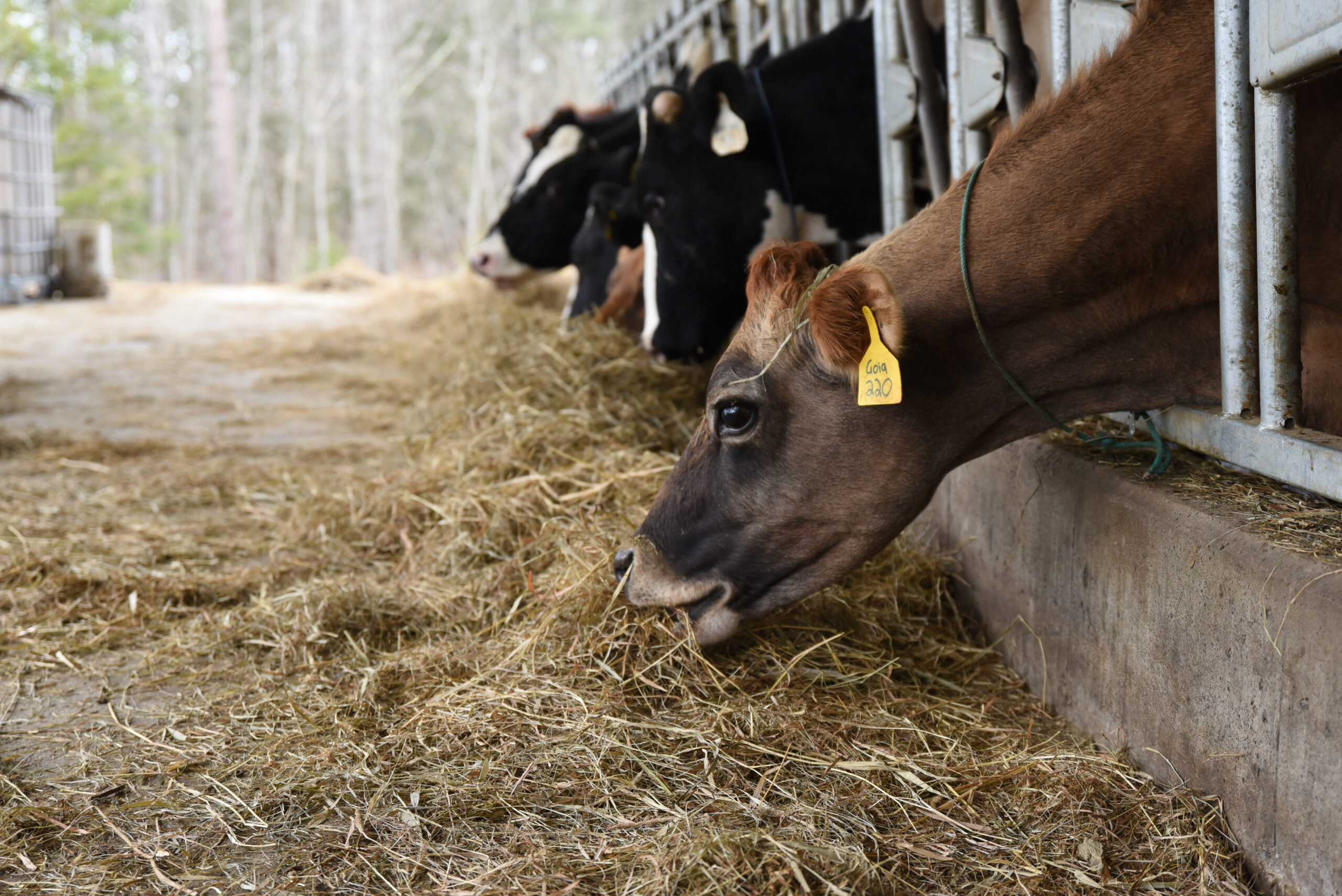 Cows eating hay