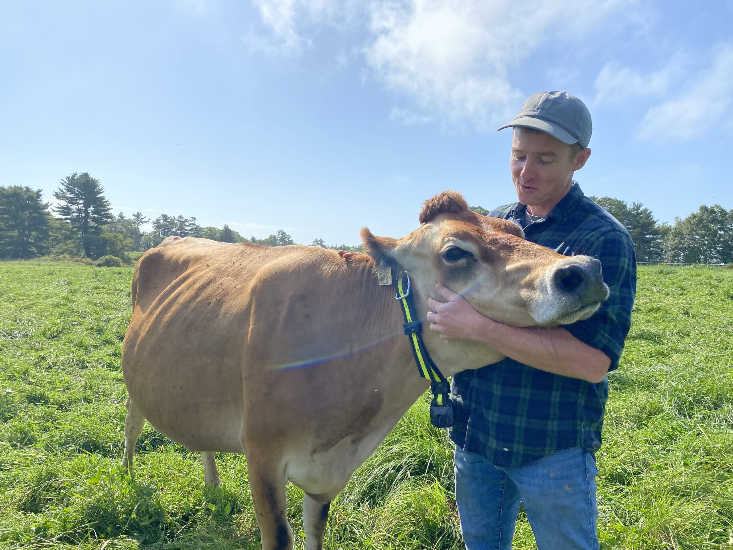 Farm staff petting a cow