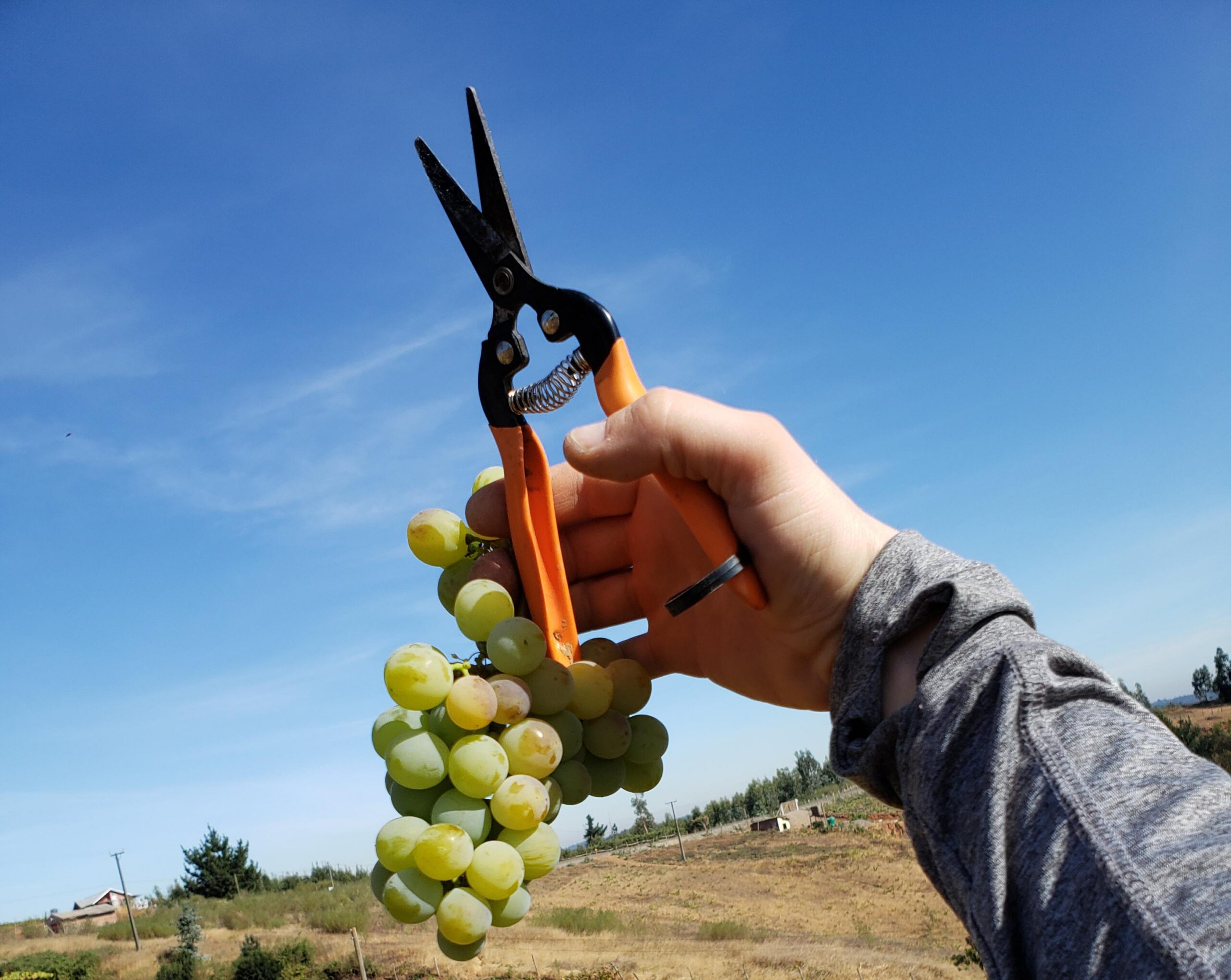A farmer holding a bunch of grapes and clippers