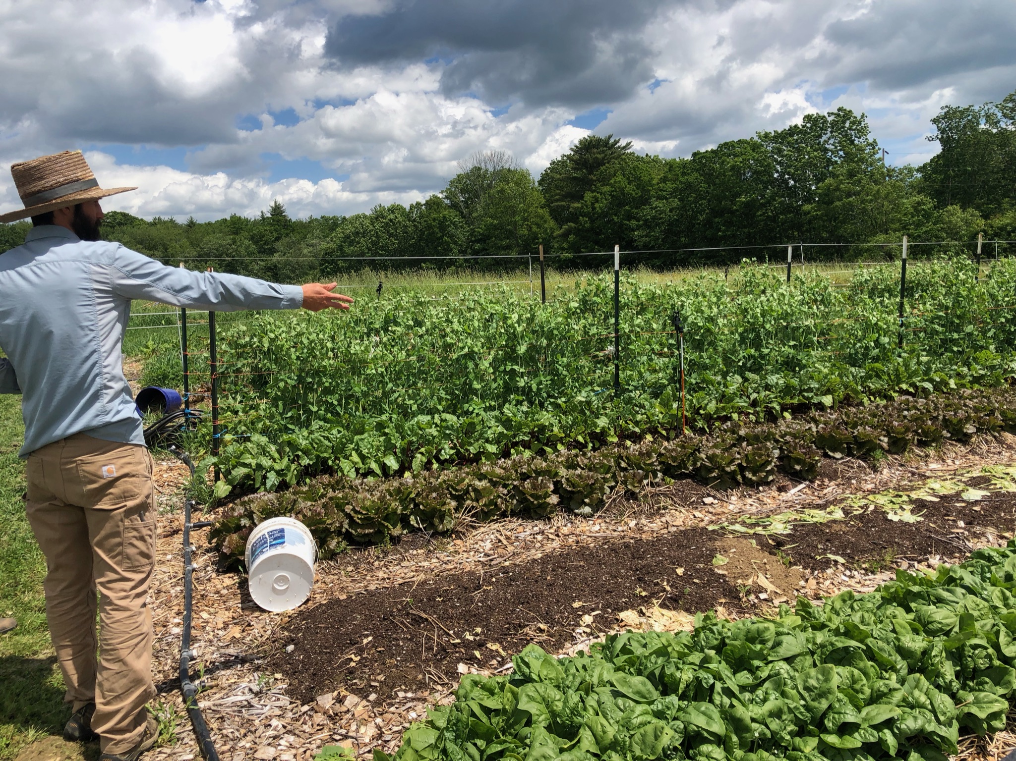 A farmer working in a vegetable garden