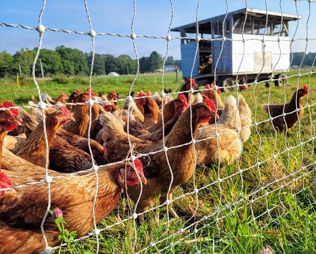 Chickens out in a field