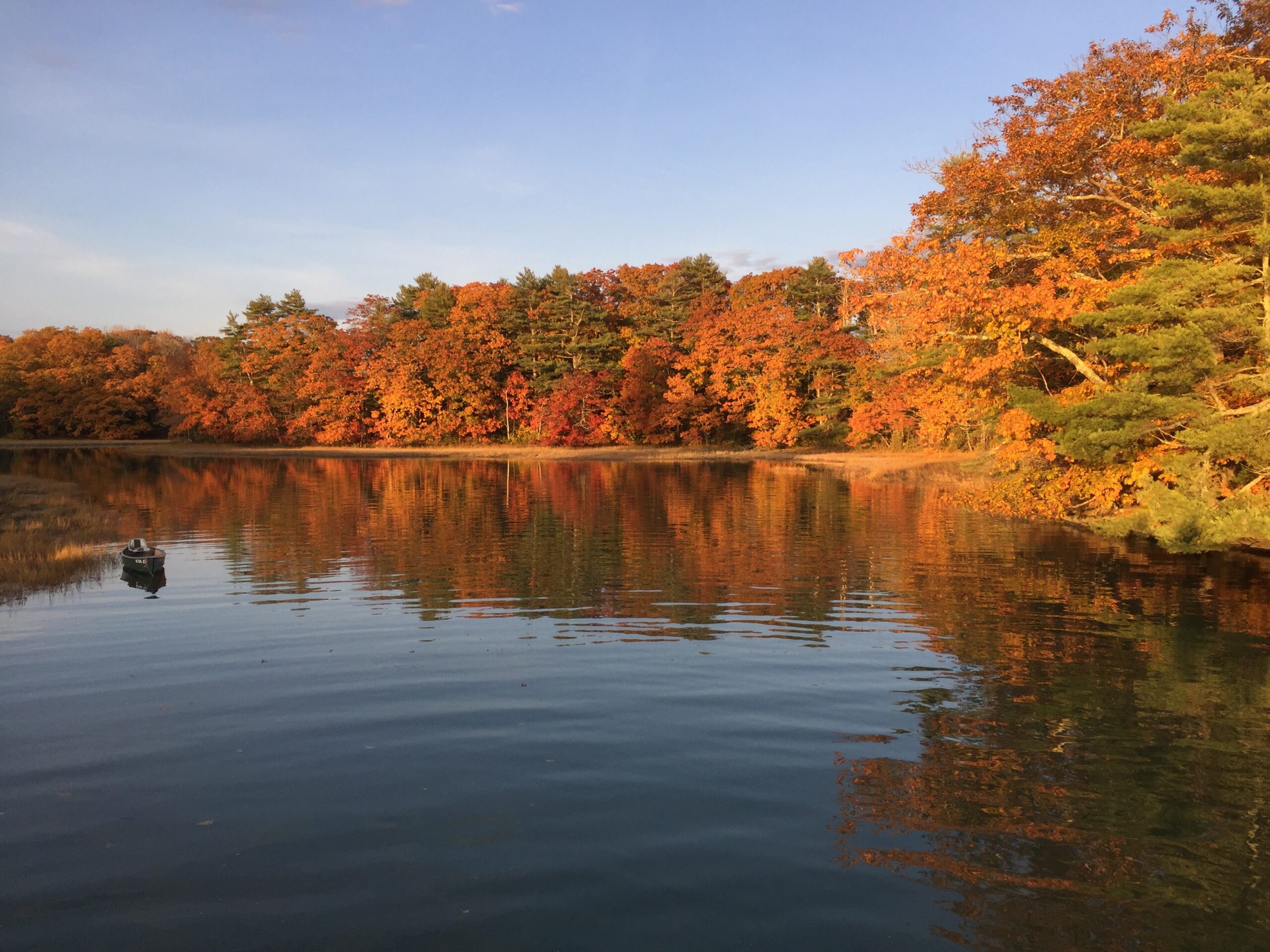 Sunlight illuminating trees with full foliage near water
