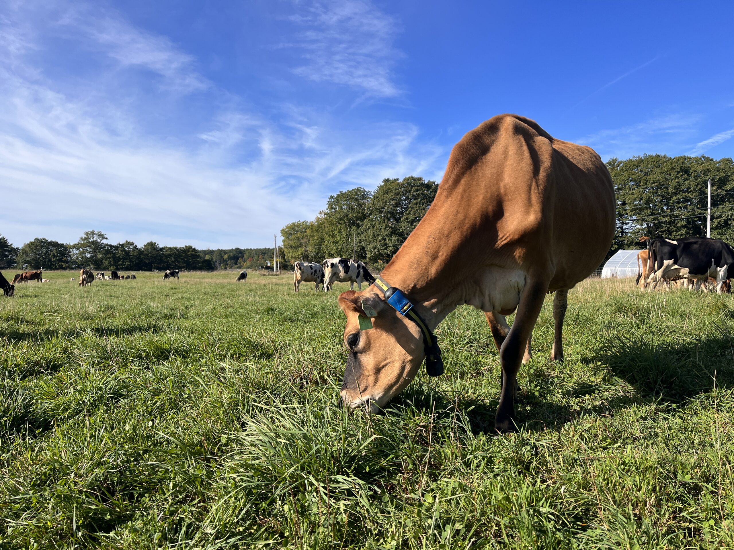 Cow grazing in a field