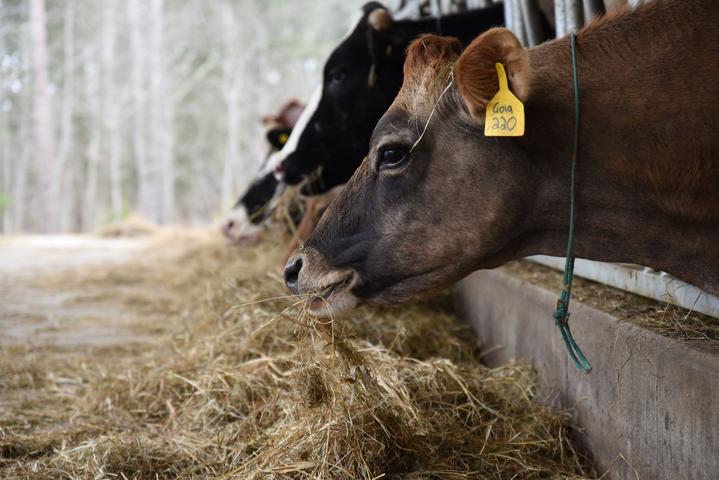 Cows eating hay