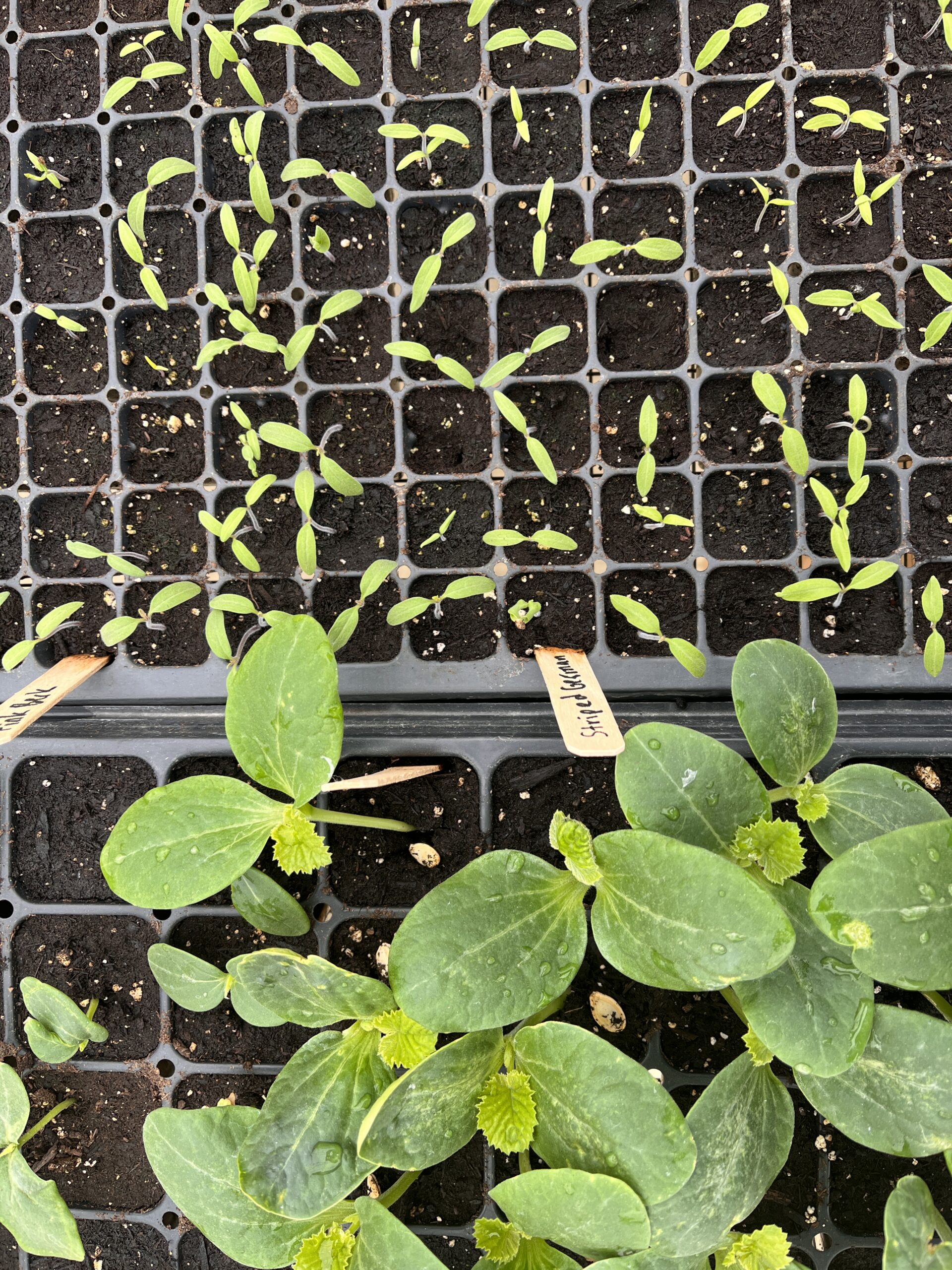 Seedlings just sprouting