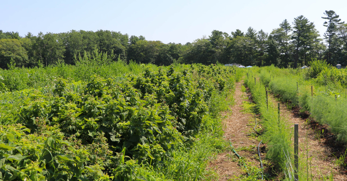 Tilling in Agriculture
