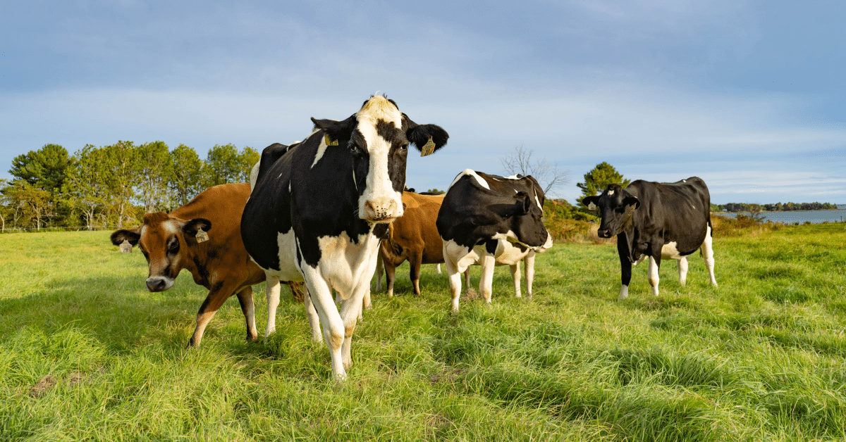 Managed Grazing (1)