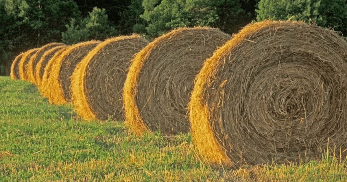 hay in a field
