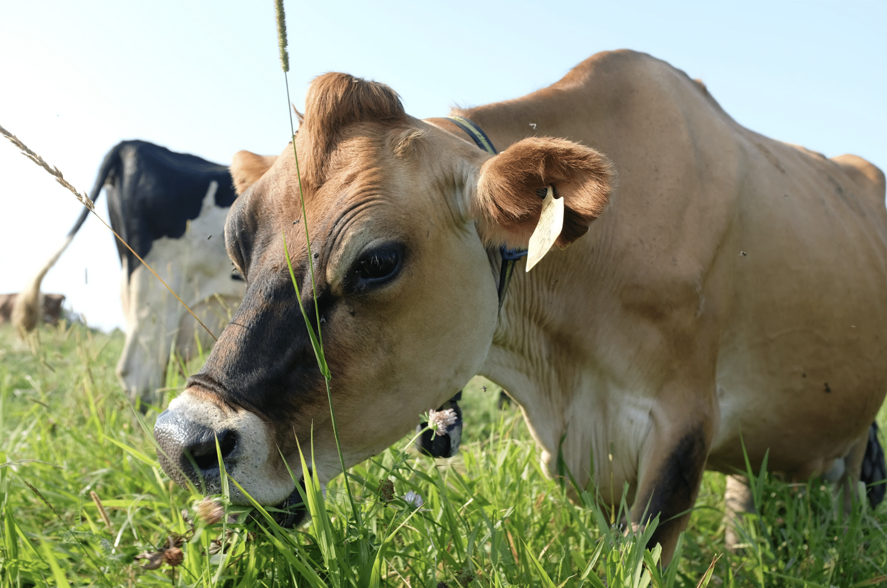 Breeding for Resilience: Inside the Organic Dairy at Wolfe’s Neck Center