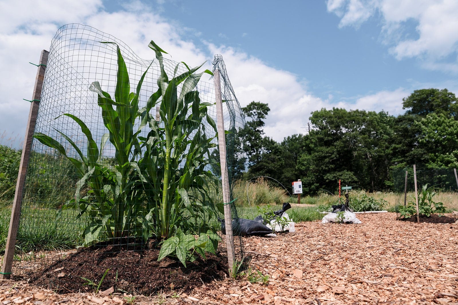 Seven Sisters Garden at Wolfe’s Neck Center