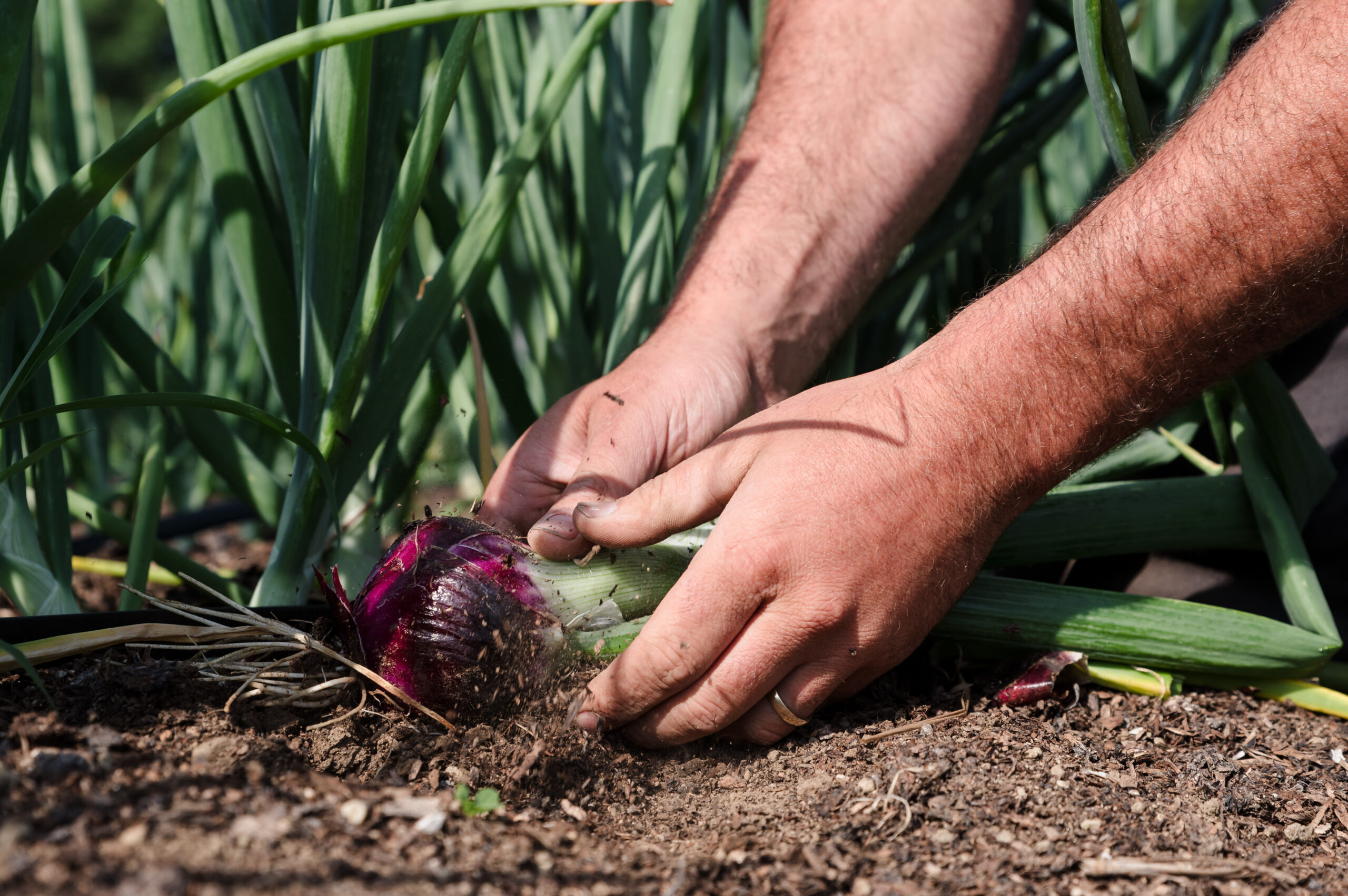 Agriculture and Climate Change in the Northeast: Mitigation and Resilience