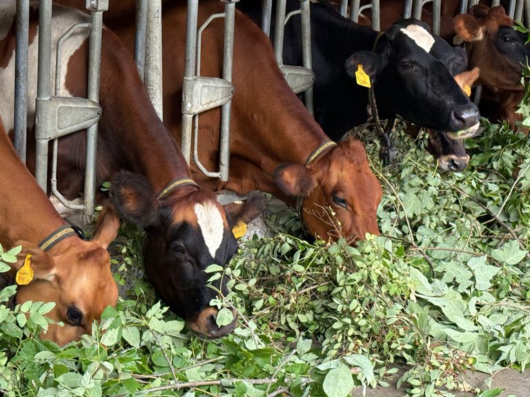 Over the Fence: Exploring Tree Fodder for Dairy Cows