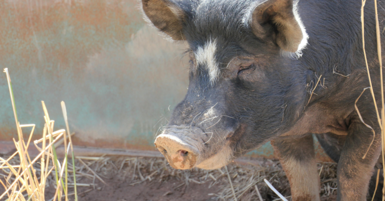 From Pasture to Plate: Honoring the Whole Animal