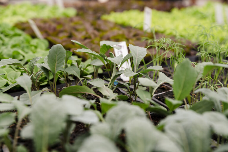 Rethinking Waste, One Harvest at a Time